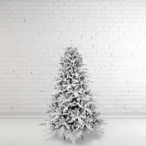 6 Foot Austrian Spruce Christmas Tree