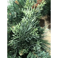 50cm Green Christmas Wreath with Pine Cones 