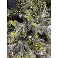 8 Foot Norway Spruce Christmas Tree