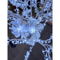 1.8m White Cherry Tree