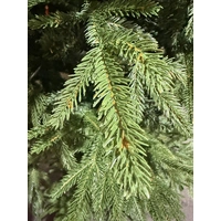 7 Foot Imperial Spruce Christmas Tree