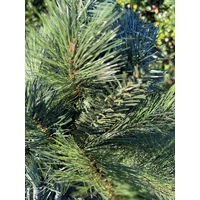 7 Foot Pine Needle Christmas Tree