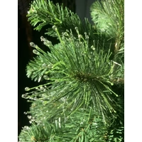 5 Foot Alaskan Christmas Tree with Water Droplets 
