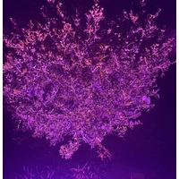 100W Purple LED Flood Light