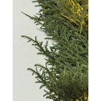 270cm Elegant Pine Lit Garland 