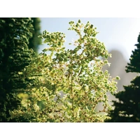 Noch 07144 -  Leaves