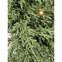 60cm Elegant Pine Wreath 