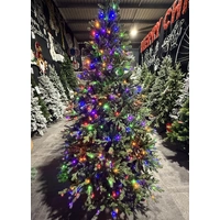 7.5  Foot Warm White/Multi Lit Fraser Hill Christmas Tree