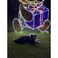 3m Teddy Bear Rope Light Motif 