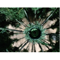 New York Pine Warm White/Multi 6.5 Foot Christmas Tree