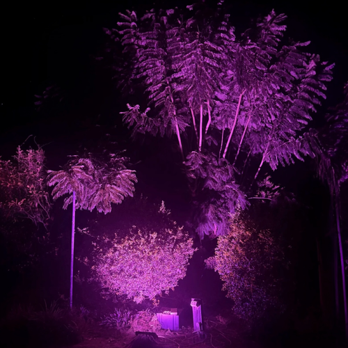 100W Purple LED Flood Light